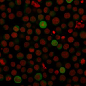Immunofluorescence Analysis of human Jurkat cells labeling PD-L1 with PD-L1 Mouse Monoclonal Antibody (PDL1/2743) followed by Goat anti-Mouse IgG-CF488 (Green). The nuclear counterstain is Reddot (Red)