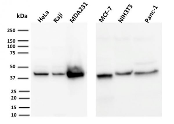 Western Blot Analysis of HeLa, Raji, MDA231, MCF-7, NIH3T3, Panc-1, cell lysates using PD-L2 Mouse Monoclonal Antibody (PDL1/2744).