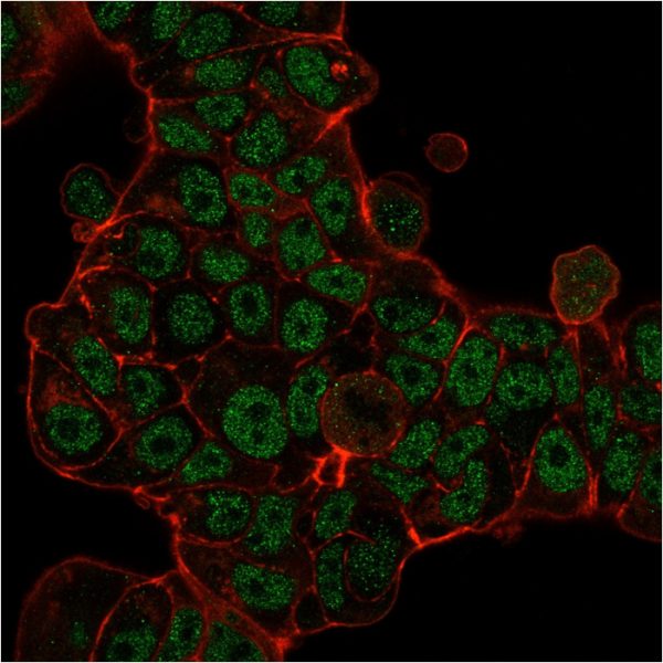 Immunofluorescence staining of MCF-7 cells using MSH6 Mouse Monoclonal Antibody (MSH6/3085) followed by goat anti-Mouse IgG conjugated to CF488 (green). Membrane are stained with Phalloidin (Red).
