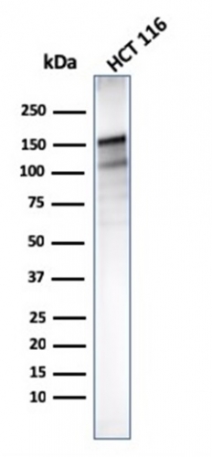 Western Blot Analysis of human HCT116 cell lysate using MSH6 Mouse Monoclonal Antibody (MSH6/3085).
