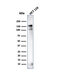 Western Blot Analysis of HCT116 cell lysate using MSH6 Mouse Monoclonal Antibody (MSH6/3086).