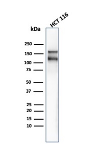 Western blot analysis of HCT-116 cell lysate using MSH6 Recombinant Rabbit Monoclonal Antibody (MSH6/4592).
