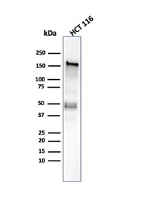 Western blot analysis of HCT-116 cell lysate using MSH6 Recombinant Rabbit Monoclonal Antibody (MSH6/6654R).