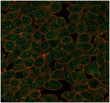 Immunofluorescence Analysis of PFA-fixed HeLa cells stained using GTF2A1 Mouse Monoclonal Antibody (PCRP-GTF2A1-1F2) followed by goat anti-mouse IgG-CF488 (green). CF640A phalloidin (red).