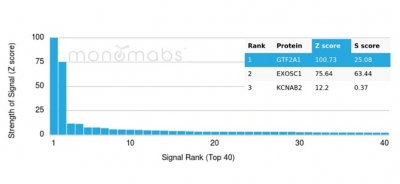 Analysis of Protein Array containing more than 19,000 full-length human proteins using GTF2A1-Monospecific Mouse Monoclonal Antibody (PCRP-GTF2A1-1F2). Z- and S- Score: The Z-score represents the strength of a signal that a monoclonal antibody (MAb) (in combination with a fluorescently-tagged anti-IgG secondary antibody) produces when binding to a particular protein on the HuProtTM array. Z-scores are described in units of standard deviations (SD's) above the mean value of all signals generated on that array. If targets on HuProtTM are arranged in descending order of the Z-score, the S-score is the difference (also in units of SD's) between the Z-score. S-score therefore represents the relative target specificity of a MAb to its intended target. A MAb is considered to specific to its intended target, if the MAb has an S-score of at least 2.5. For example, if a MAb binds to protein X with a Z-score of 43 and to protein Y with a Z-score of 14, then the S-score for the binding of that MAb to protein X is equal to 29. GTF2A1/ TFIIA (Transcription Factor) Antibody - Image 4