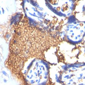 Formalin-fixed, paraffin-embedded human Placenta stained with Glycophorin A Mouse Monoclonal Antibody (GYPA/280).