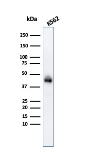 Western Blot Analysis of K562 cell lysate usingGlycophorin A Mouse Monoclonal Antibody (GYPA/280).