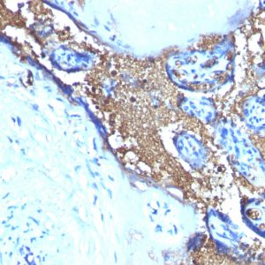 Formalin-fixed, paraffin-embedded human Placenta stained with Glycophorin A Monoclonal Antibody (SPM599)