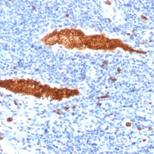 Formalin-fixed, paraffin-embedded human Tonsil stained with Glycophorin A Mouse Monoclonal Antibody (JC159).