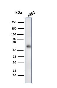 Western Blot Analysis of K562 cell lysate usingGlycophorin A Mouse Recombinant Monoclonal Antibody (rGYPA/280).