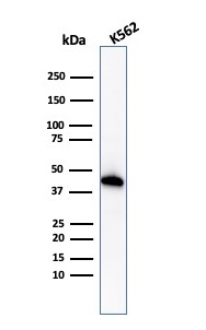 Western Blot Analysis of K562 cell lysate using Glycophorin A Rabbit Recombinant Monoclonal Antibody (GYPA/1725R).