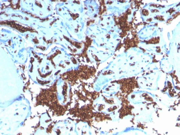 Formalin-fixed, paraffin-embedded human Placenta stained with Glycophorin A Recombinant Rabbit Monoclonal Antibody (GYPA/3219R).