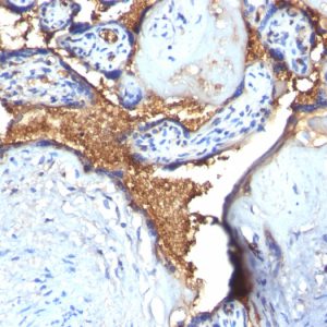 Formalin-fixed, paraffin-embedded human Placenta stained with Glycophorin A Rabbit Polyclonal Antibody