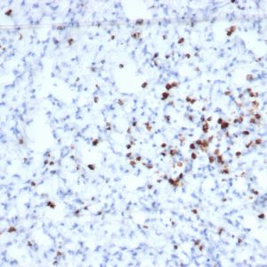 Formalin-fixed, paraffin-embedded human spleen stained with Granzyme B Recombinant Mouse Monoclonal Antibody (rGZMB/6740).