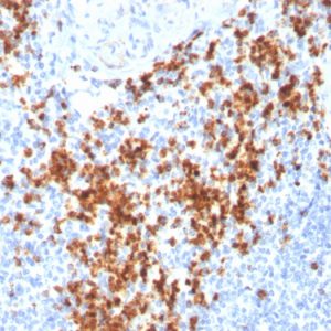 Formalin-fixed, paraffin-embedded human Spleen stained with Granzyme B Monospecific Mouse Monoclonal Antibody (GZMB/3014).
