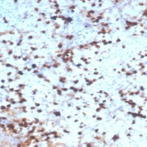 Formalin-fixed, paraffin-embedded human spleen stained with Granzyme B Recombinant Mouse Monoclonal Antibody (rGZMB/4538).