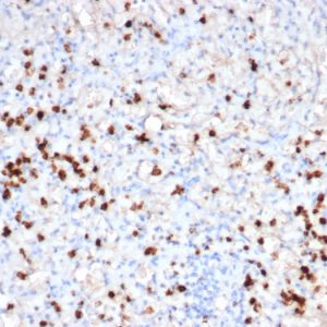 Formalin-fixed, paraffin-embedded human spleen stained with Granzyme B Recombinant Rabbit Monoclonal Antibody (GZMB/6530R).