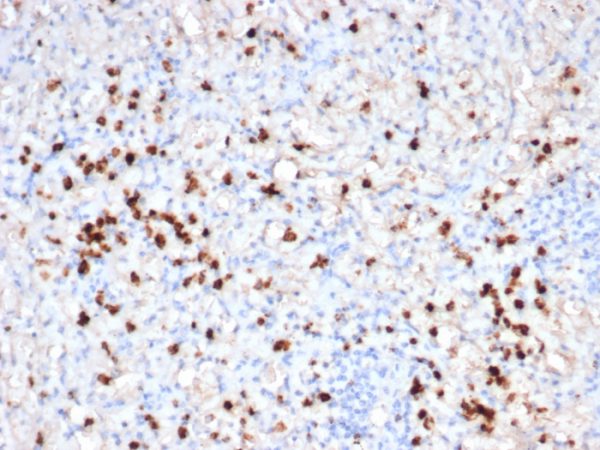 Formalin-fixed, paraffin-embedded human spleen stained with Granzyme B Recombinant Rabbit Monoclonal Antibody (GZMB/6530R).