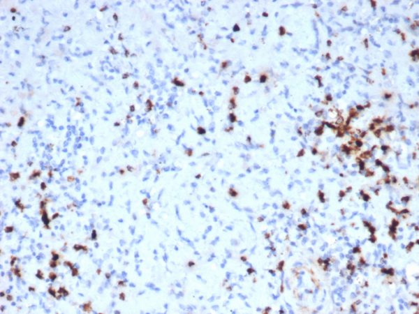 Formalin-fixed, paraffin-embedded human tonsil stained with Granzyme B Recombinant Rabbit Monoclonal Antibody (GZMB/6530R).