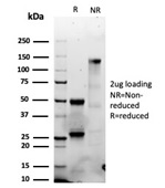 SDS-PAGE Analysis Purified GZMB Recombinant Rabbit Monoclonal Antibody (GZMB/6530R). Confirmation of Integrity and Purity of Antibody.
