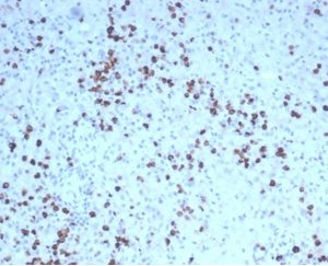 Formalin-fixed, paraffin-embedded human spleen stained with Granzyme B Recombinant Rabbit Monoclonal Antibody (GZMB/4539R).