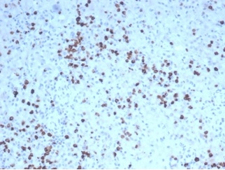 Formalin-fixed, paraffin-embedded human spleen stained with Granzyme B Recombinant Rabbit Monoclonal Antibody (GZMB/4539R).