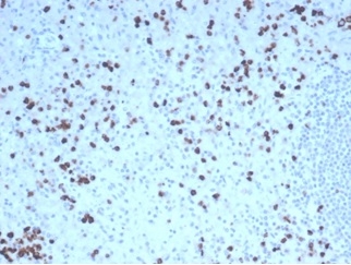 Formalin-fixed, paraffin-embedded human tonsil stained with Granzyme B Recombinant Rabbit Monoclonal Antibody (GZMB/4539R).