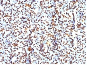 Formalin-fixed, paraffin-embedded human pancreas stained with Histone H1 Mouse Monoclonal Antibody (AE-4)