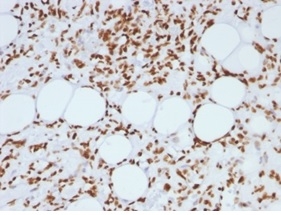 SDS-PAGE Analysis Purified Histone H1 Mouse Monoclonal Antibody (AE-4) Confirmation of Integrity and Purity of Antibody.