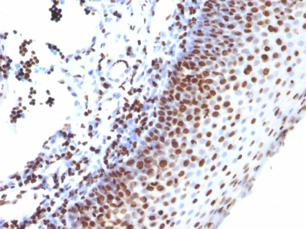 Formalin-fixed, paraffin-embedded human Tonsil stained with Histone H1 Mouse Monoclonal Antibody (SPM256).