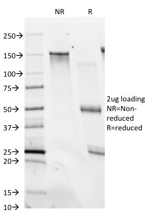 SDS-PAGE Analysis Purified Histone H1 Monoclonal Antibody (SPM256). Confirmation of Purity and Integrity of Antibody.