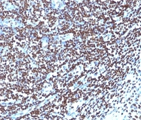 Formalin-fixed, paraffin- embedded human tonsil stained with Histone H1 Mouse Monoclonal Antibody (1415-1).