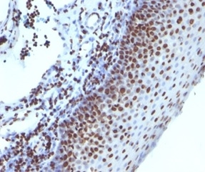 Formalin-fixed, paraffin-embedded human tonsil stained with Histone H1 Mouse Monoclonal Antibody (1415-1).
