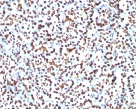 Formalin-fixed, paraffin-embedded human pancreas stained with Histone H1 Mouse Monoclonal Antibody (1415-1).