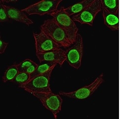 Confocal Immunofluorescence image of HeLa cells using Histone H1 Mouse Monoclonal Antibody (1415-1) stained green (CF488). Phalloidin (red) was used to label the membranes.