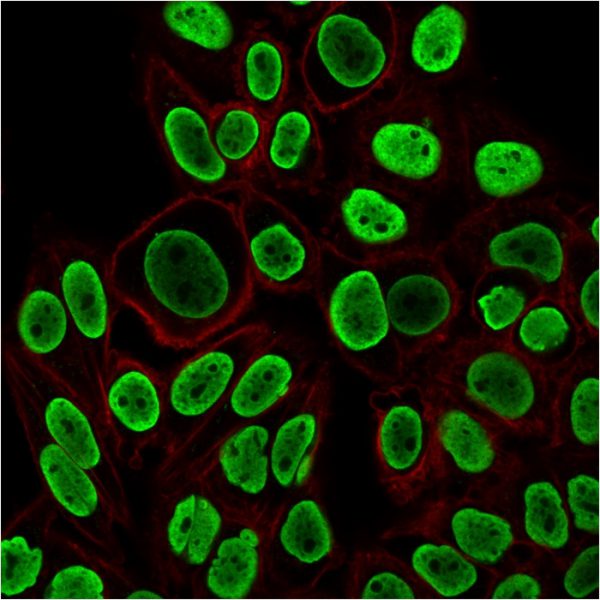 Immunofluorescent staining of PFA-fixed HeLa cells using Histone H1 Mouse Recombinant Monoclonal Antibody (r1415-1) followed by goat anti-Mouse IgG-CF488 (Green). Phalloidin (Red) is used to label cellmembrane.