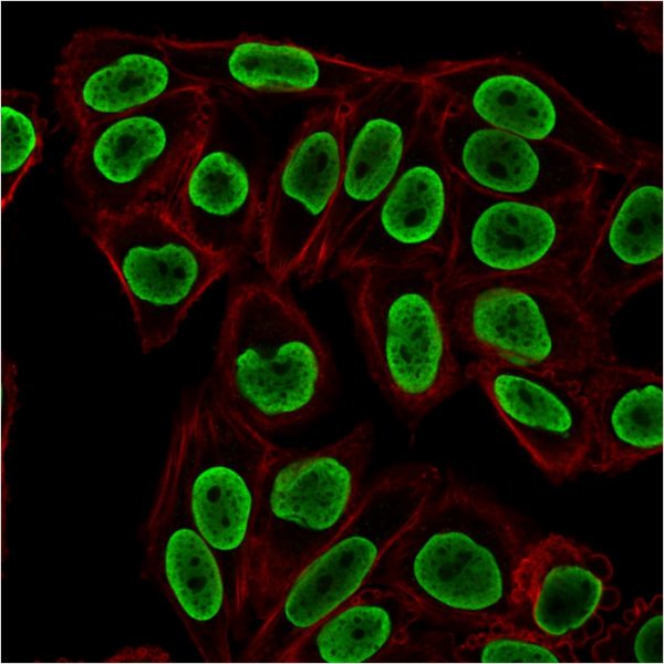 Immunofluorescent staining of HeLa cells using Histone H1 Mouse Monoclonal Antibody (rAE-4) followed by goat anti-Mouse IgG conjugated to CF488 (green). Phalloidin is used to label cellmembrane (red).
