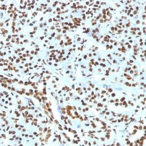 Formalin-fixed, paraffin-embedded human Pancreas stained with Histone H1 Rabbit Recombinant Monoclonal Antibody (HH1/1784R).