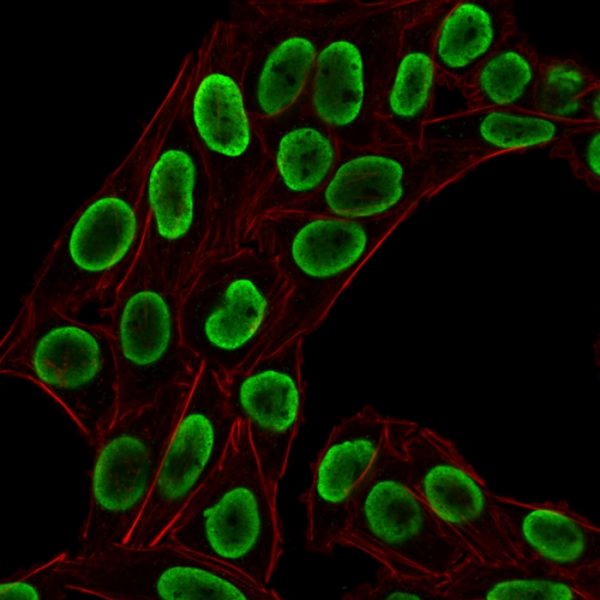 Immunofluorescent staining of PFA-fixed HeLa cells using Histone H1 Rabbit Recombinant Monoclonal Antibody (HH1/1784R) followed by goat anti-rabbit IgG-CF488 (green). Membrane labeled with Phalloidin.