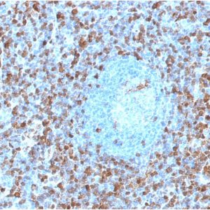 Formalin-fixed, paraffin-embedded human Spleen tissue stained with Annexin A1 Mouse Monoclonal Antibody (ANXA1/1671).