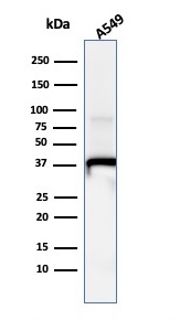 Western Blot Analysis of A549 cell lysate usingAnnexin A1 Mouse Monoclonal Antibody (ANXA1/1671).