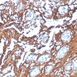 Formalin-fixed, paraffin-embedded human tonsil stained with Annexin A1 Recombinant Mouse Monoclonal Antibody (rANXA1/4310).