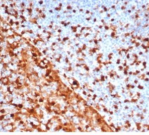 Formalin-fixed, paraffin-embedded human tonsil stained with Annexin A1 Recombinant Mouse Monoclonal Antibody (rANXA1/6451).