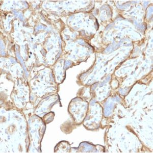 Formalin-fixed, paraffin-embedded human Placenta stained with Annexin A1 Mouse Monoclonal Antibody (CPTC-ANXA1-1).