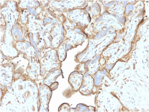Formalin-fixed, paraffin-embedded human Placenta stained with Annexin A1 Mouse Monoclonal Antibody (CPTC-ANXA1-1).
