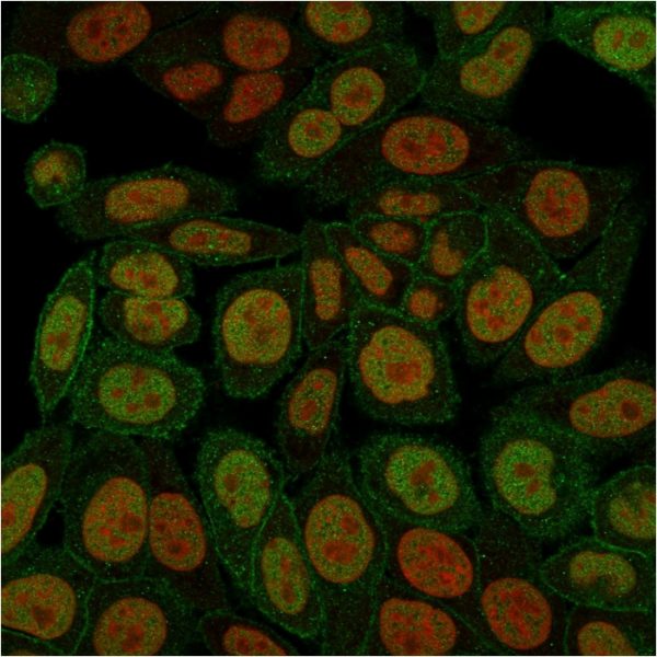 Immunofluorescence staining of paraformaldehyde-fixed HeLa cells with Annexin A1 Mouse Monoclonal Antibody (ANXA1/3566) followed by goat anti-Mouse IgG-CF488 (Green). Nuclei are labeled with Reddot (Red).