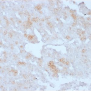 Formalin-fixed, paraffin-embedded human Placenta stained with Annexin A1 Mouse Monoclonal Antibody (ANXA1/3727).