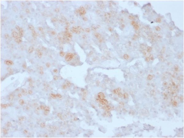 Formalin-fixed, paraffin-embedded human Placenta stained with Annexin A1 Mouse Monoclonal Antibody (ANXA1/3727).