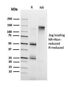 SDS-PAGE Analysis Purified Annexin A1 Mouse Monoclonal Antibody (ANXA1/3728). Confirmation of Purity and Integrity of Antibody.