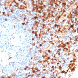 Formalin-fixed, paraffin-embedded human tonsil stained with Annexin A1 Recombinant Rabbit Monoclonal Antibody (ANXA1/6452R).